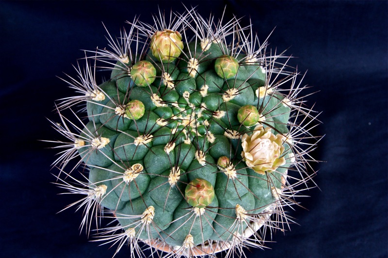 Gymnocalycium saglionis 