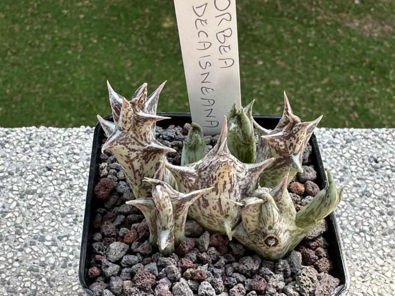 Orbea decaisneana 