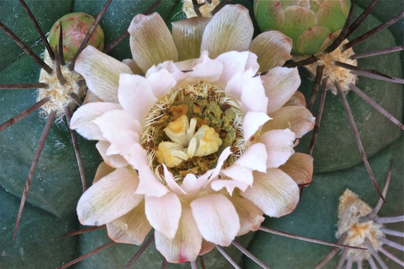 Gymnocalycium saglionis 