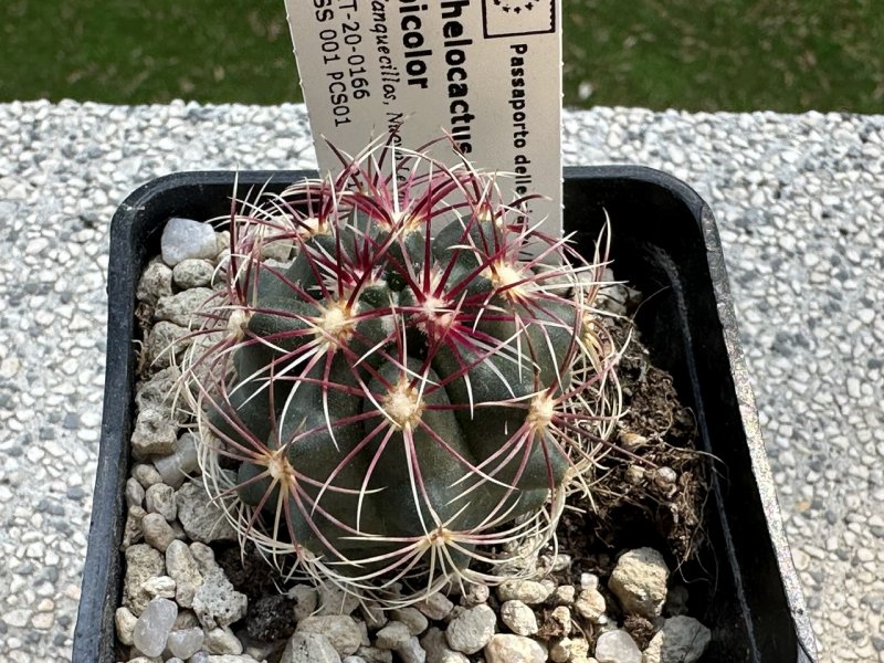 thelocactus bicolor