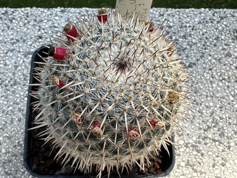 Mammillaria geminispina 