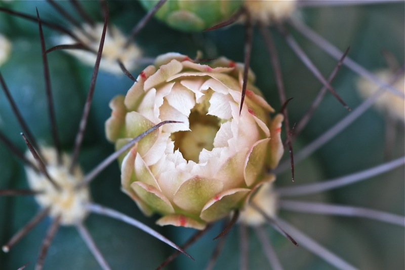 Gymnocalycium saglionis 