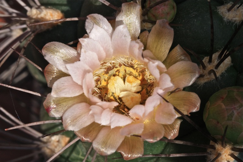 Gymnocalycium saglionis 