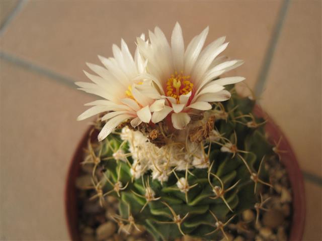 Obregonia denegrii 