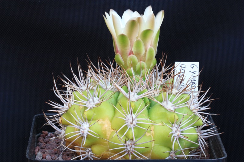 Gymnocalycium valnicekianum 