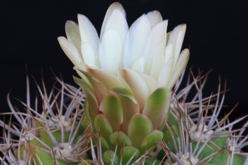 Gymnocalycium valnicekianum 