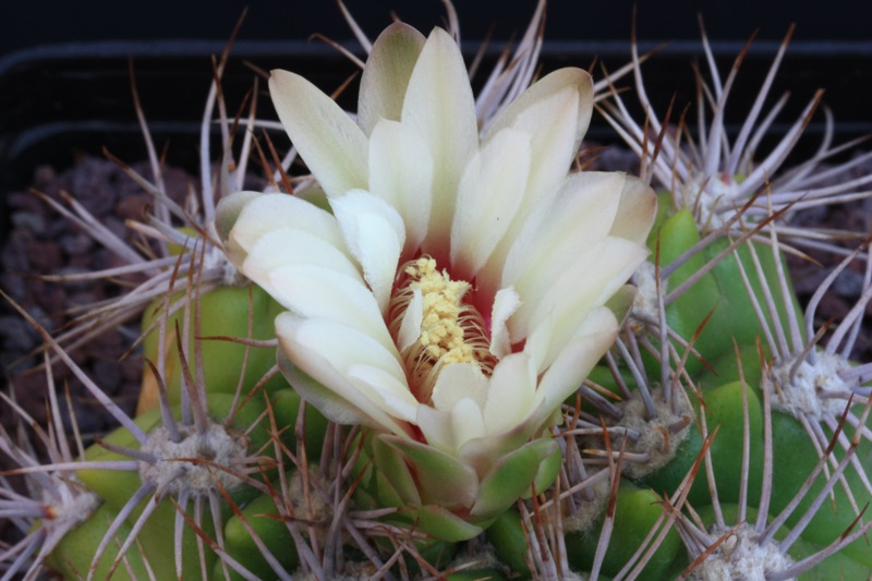 Gymnocalycium valnicekianum 