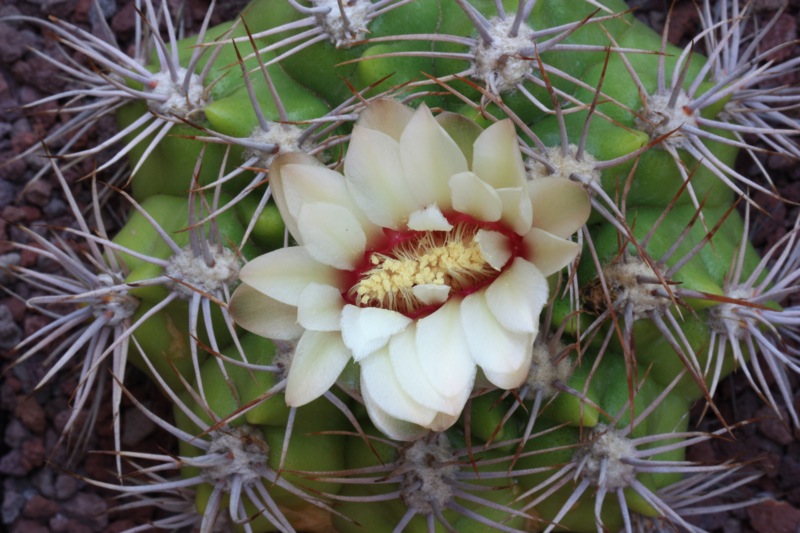 Gymnocalycium valnicekianum 