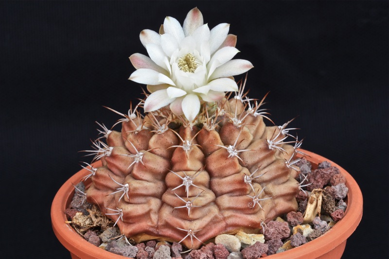 Gymnocalycium damsii 