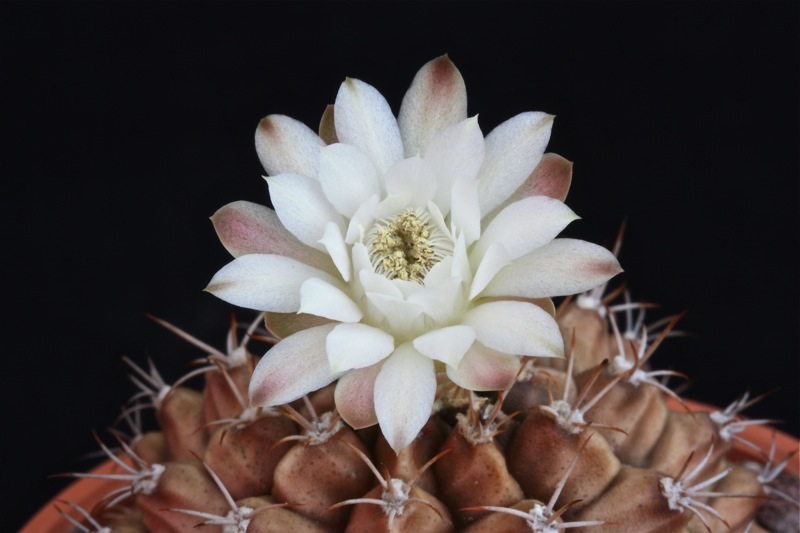 Gymnocalycium damsii 