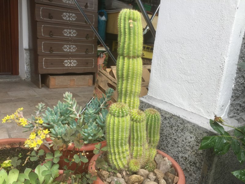 Trichocereus schickendantzii 