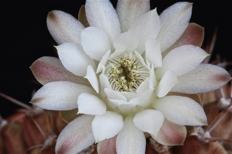 Gymnocalycium damsii 