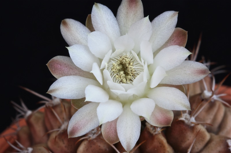 Gymnocalycium damsii 