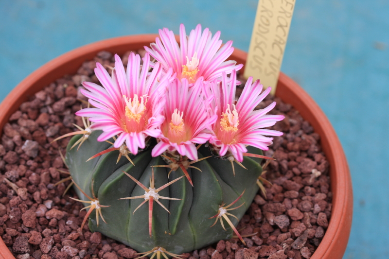 Ferocactus macrodiscus 