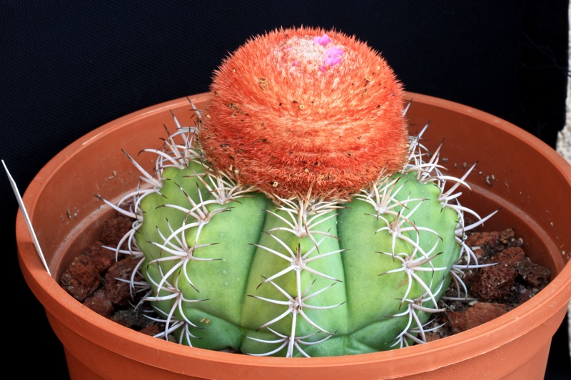 Melocactus matanzanus 