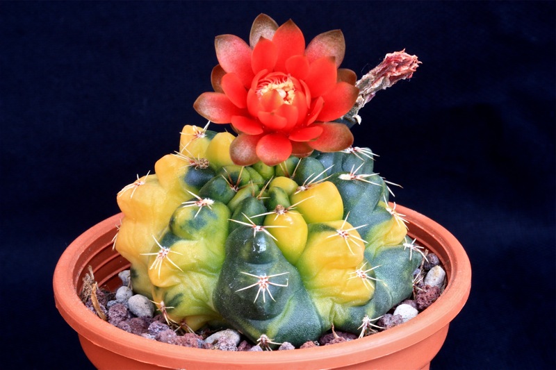 Gymnocalycium baldianum f. variegatum 