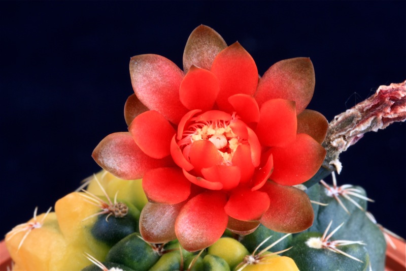 Gymnocalycium baldianum f. variegatum 