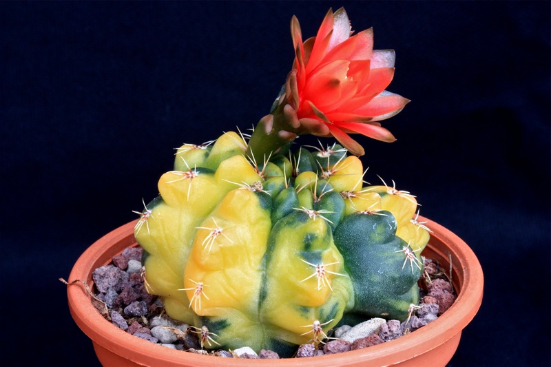 Gymnocalycium baldianum f. variegatum 