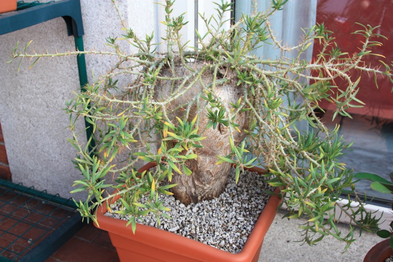 Pachypodium bispinosum 