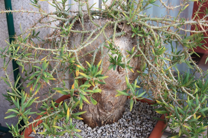 Pachypodium bispinosum 