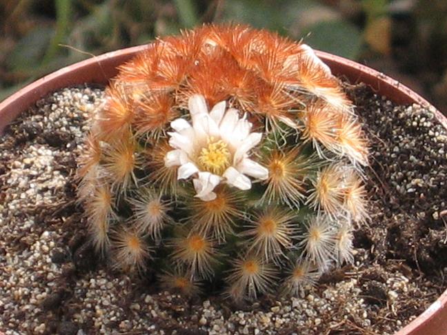 Mammillaria carmenae 