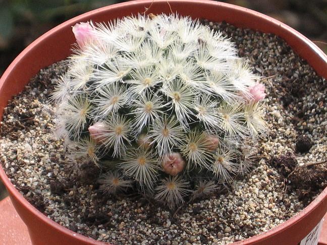 Mammillaria carmenae 