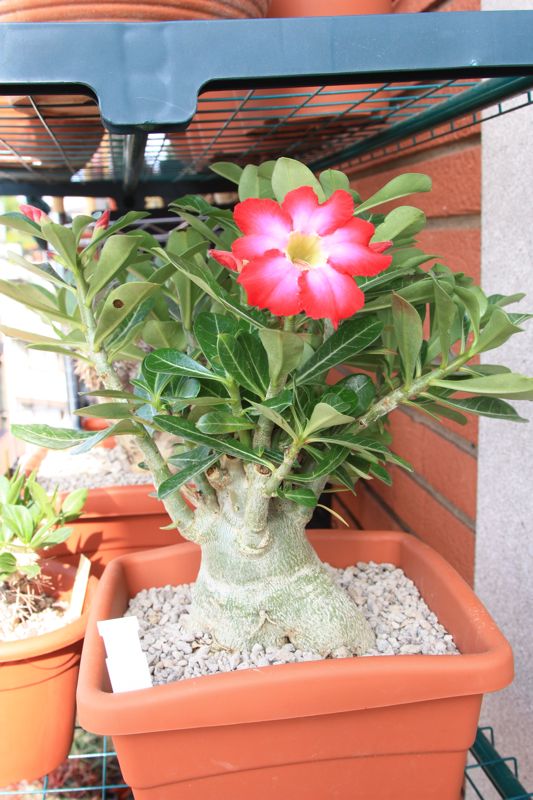 Adenium obesum 