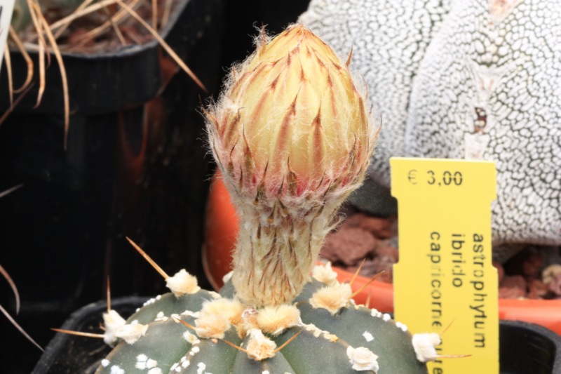 Astrophytum capricorne x asterias cv. superkabuto 