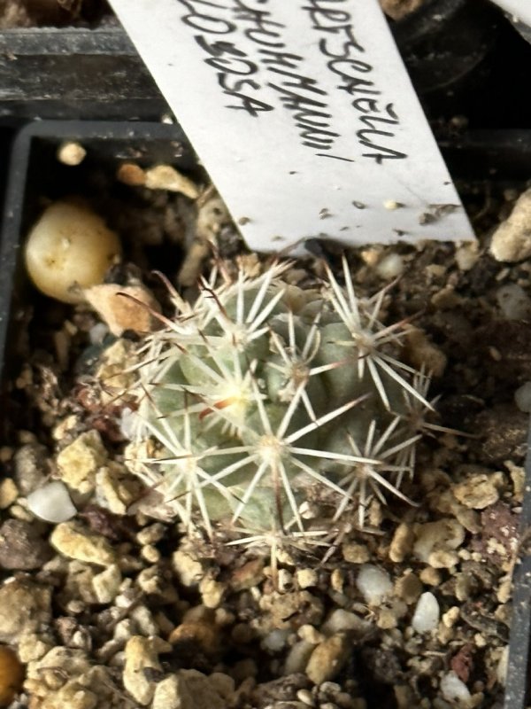 mammillaria schumannii v. globosa