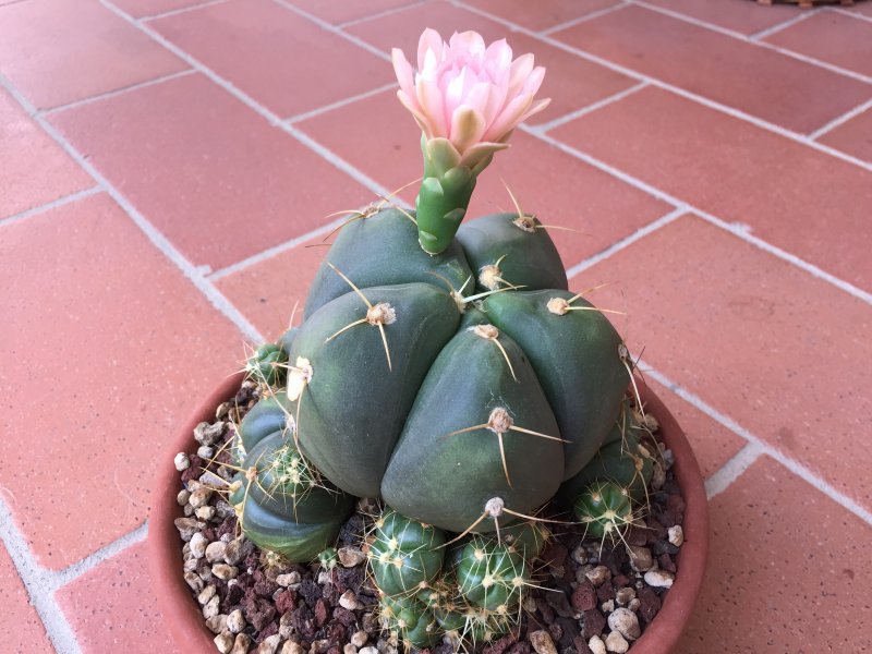 Gymnocalycium horstii ssp. buenekeri 