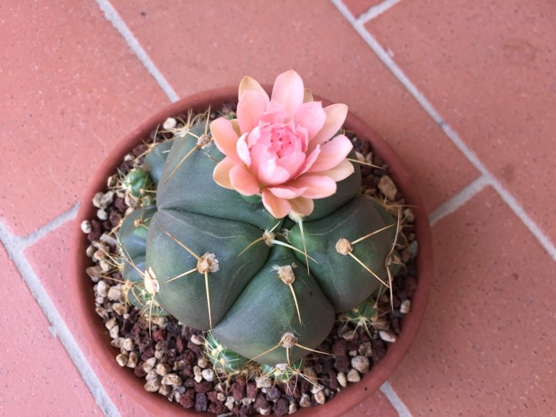 Gymnocalycium horstii ssp. buenekeri 