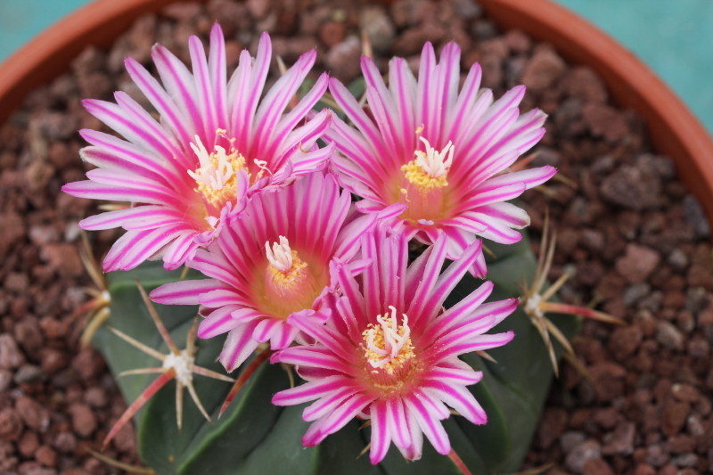 Ferocactus macrodiscus 