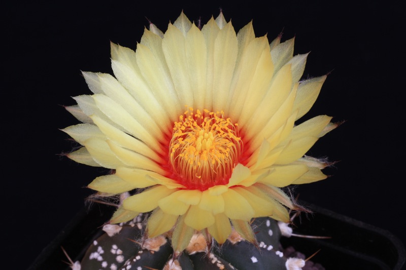 Astrophytum capricorne x asterias cv. superkabuto 