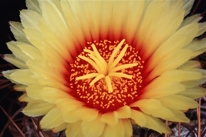 Astrophytum capricorne 