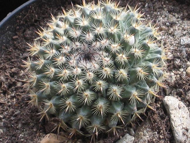 Mammillaria heyderi 