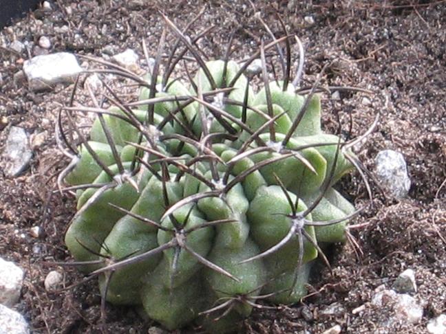 Neoporteria paucicostata 
