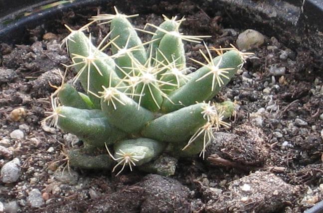 Mammillaria longimamma 