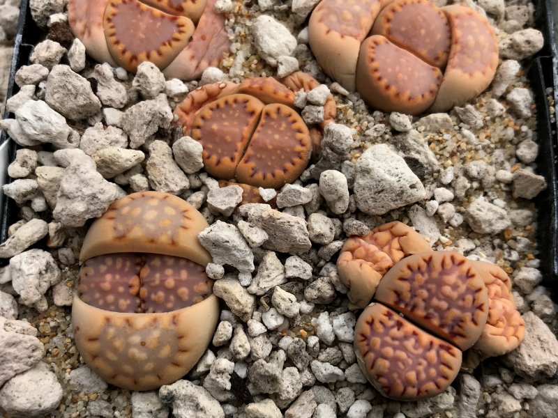 Lithops julii 