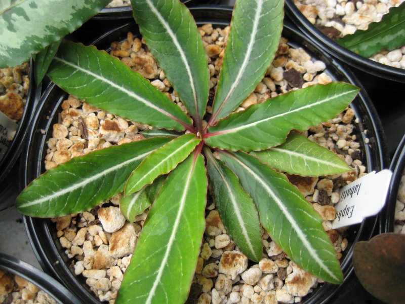 Euphorbia labatii 