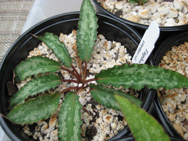 Euphorbia cremersii 