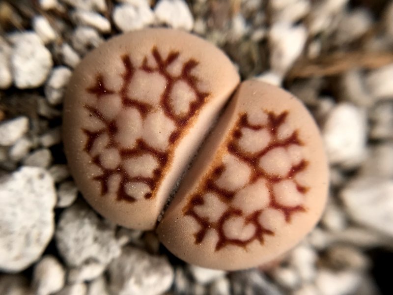 Lithops julii 