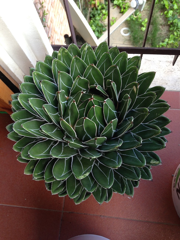 agave victoriae-reginae 