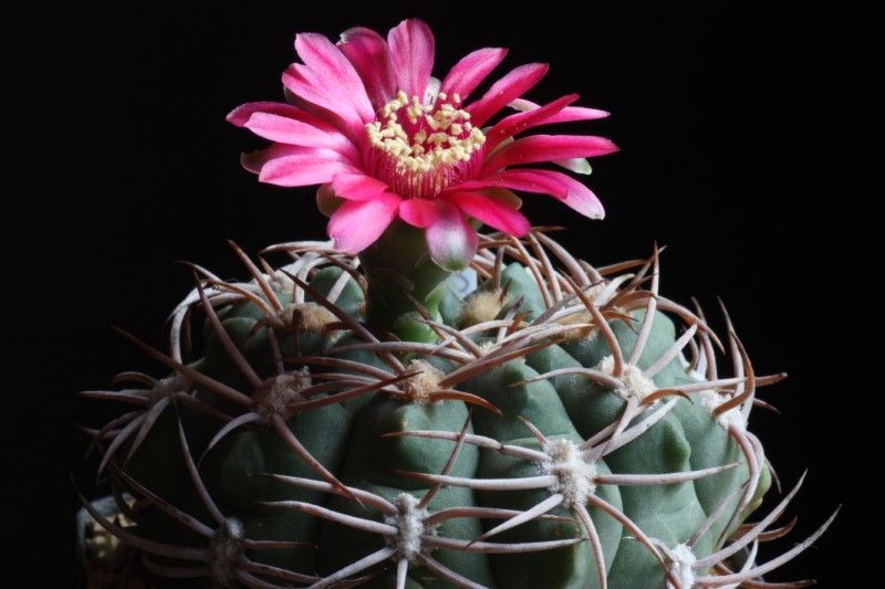 Gymnocalycium carminanthum 