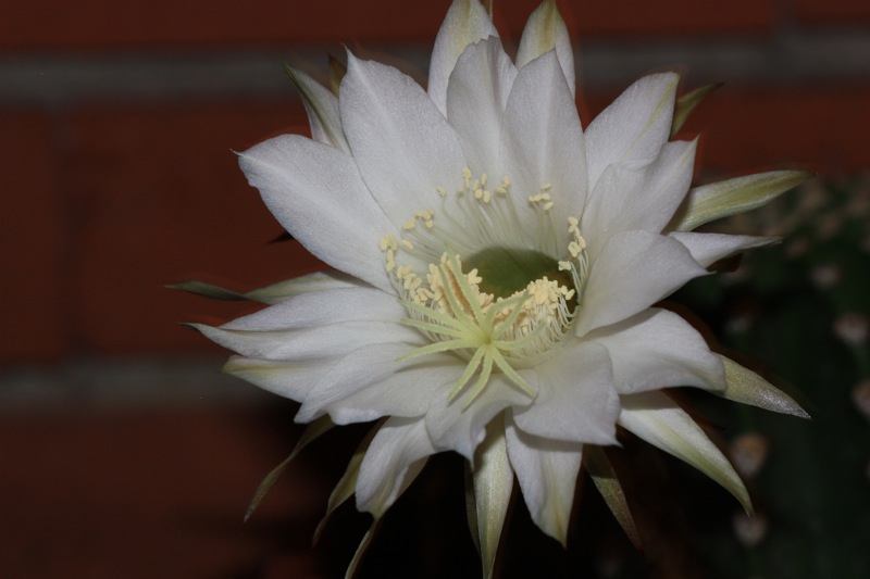 Echinopsis eyriesii 