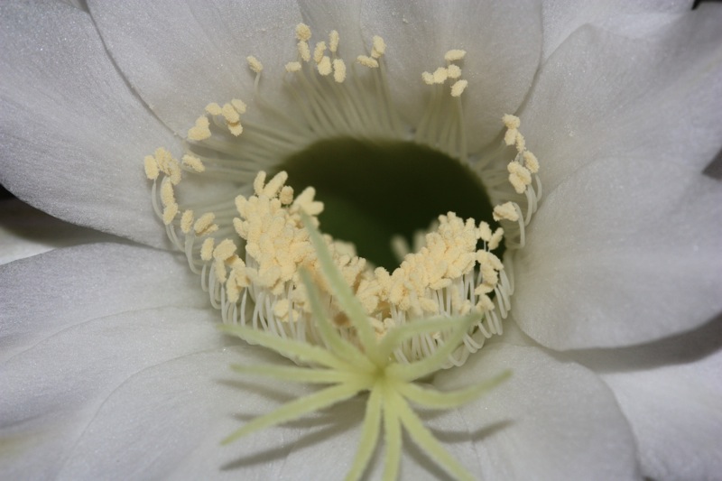 Echinopsis eyriesii 