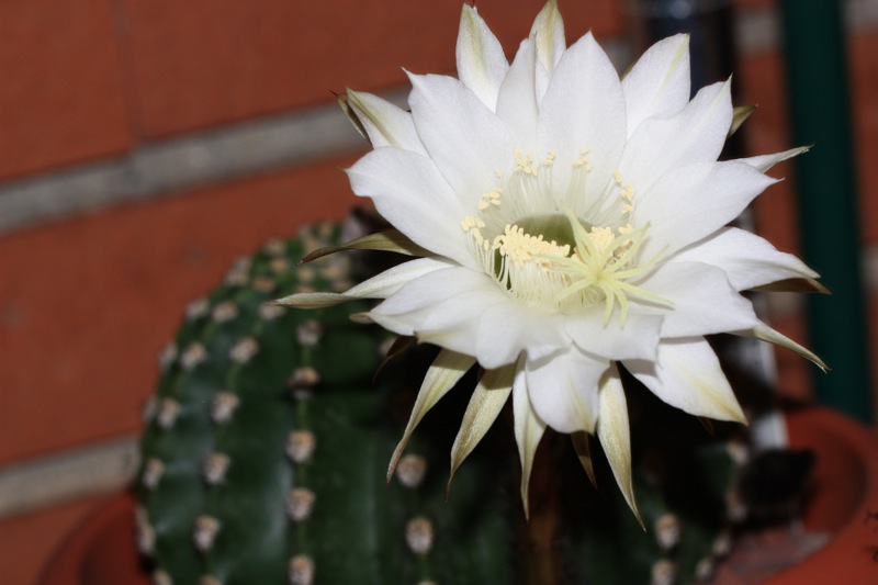 Echinopsis eyriesii 