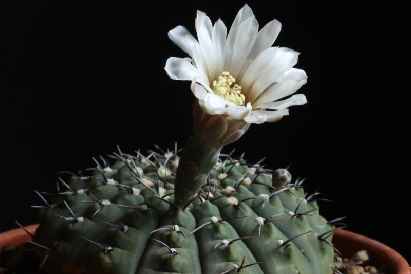 gymnocalycium occultum