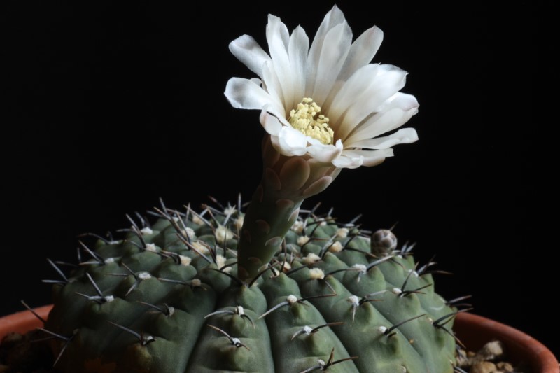 Gymnocalycium occultum 