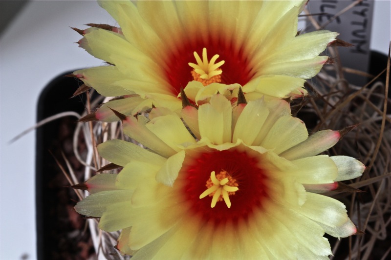 Astrophytum senile 