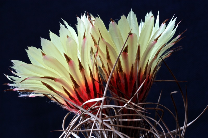 Astrophytum senile 